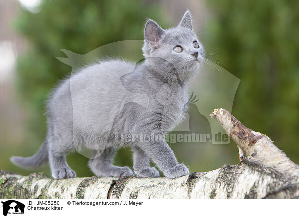 Chartreux kitten / JM-05250