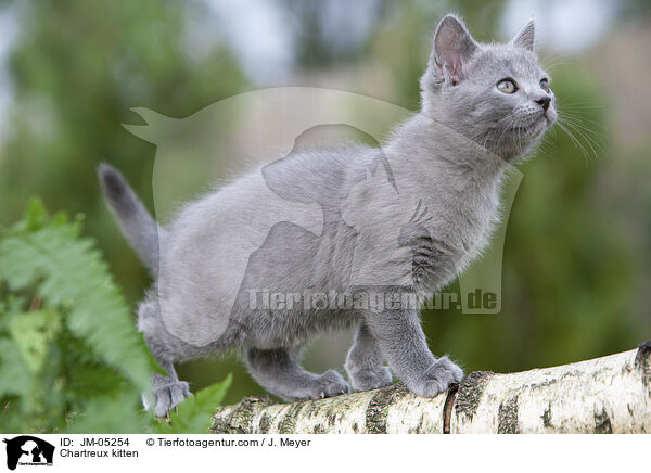 Chartreux kitten / JM-05254