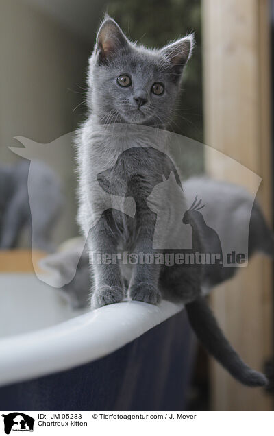 Chartreux kitten / JM-05283