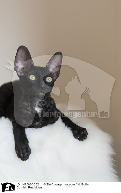 Cornish Rex kitten / HBO-06652