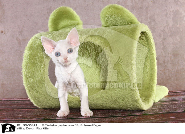 sitting Devon Rex kitten / SS-35841
