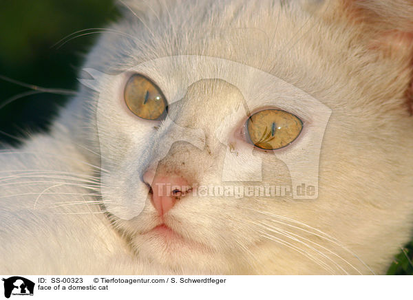 face of a domestic cat / SS-00323