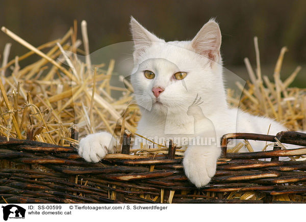 weie Hauskatze / white domestic cat / SS-00599