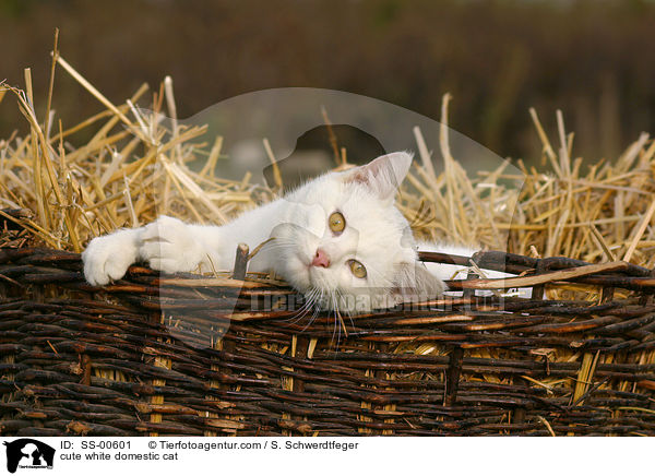 cute white domestic cat / SS-00601