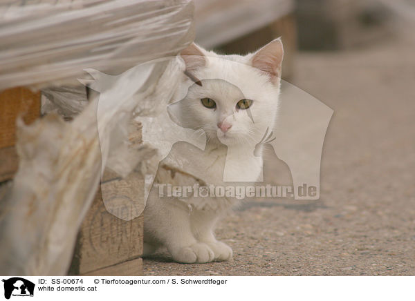 white domestic cat / SS-00674