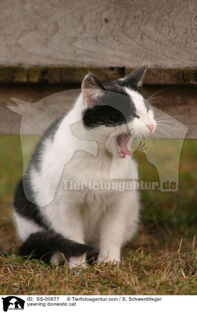 yawning domestic cat / SS-00677