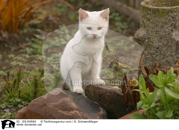 white domestic cat / SS-00684