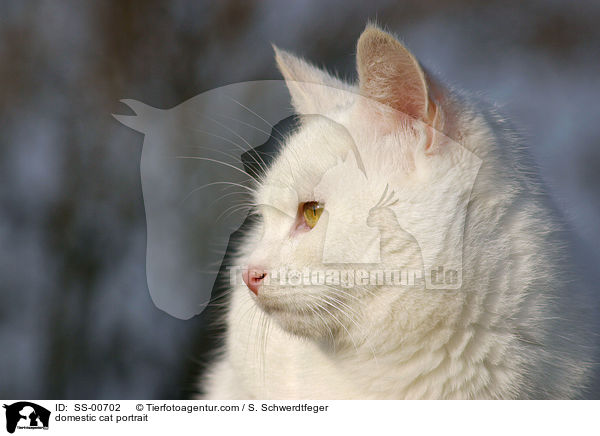 Hauskatze Portrait / domestic cat portrait / SS-00702