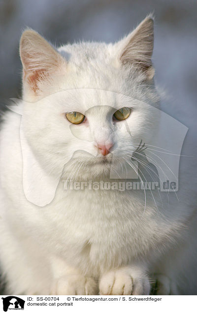 Hauskatze Portrait / domestic cat portrait / SS-00704