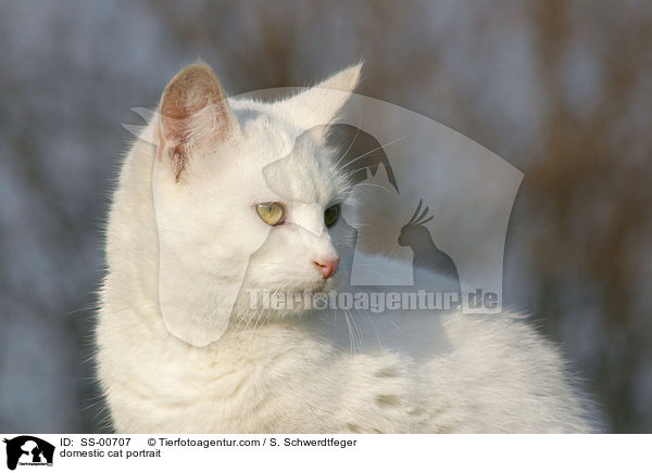 Hauskatze Portrait / domestic cat portrait / SS-00707