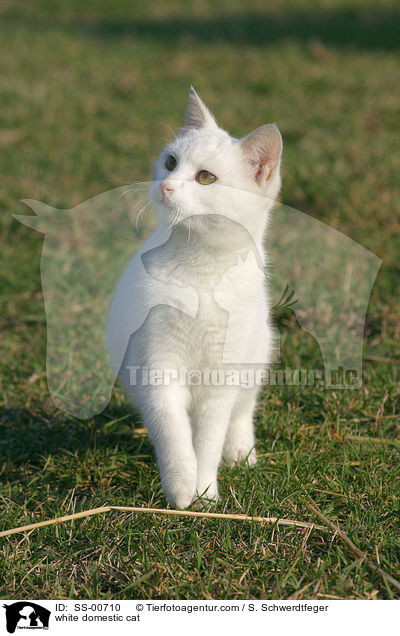 white domestic cat / SS-00710