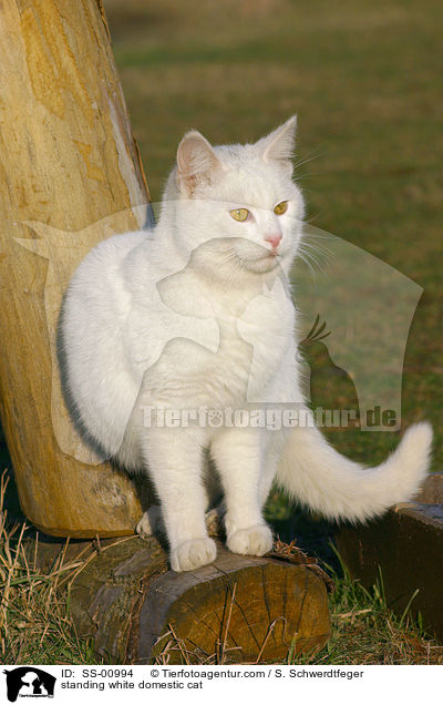 standing white domestic cat / SS-00994