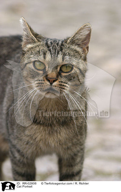 Katze / Cat Portrait / RR-02806
