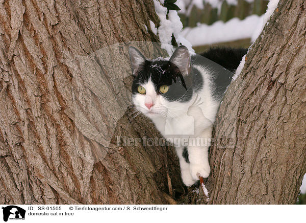 Hauskatze im Baum / domestic cat in tree / SS-01505