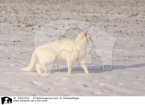 weie Hauskatze im Schnee / white domestic cat in the snow / SS-01510
