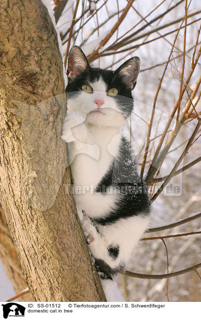 Hauskatze im verschneiten Baum / domestic cat in tree / SS-01512