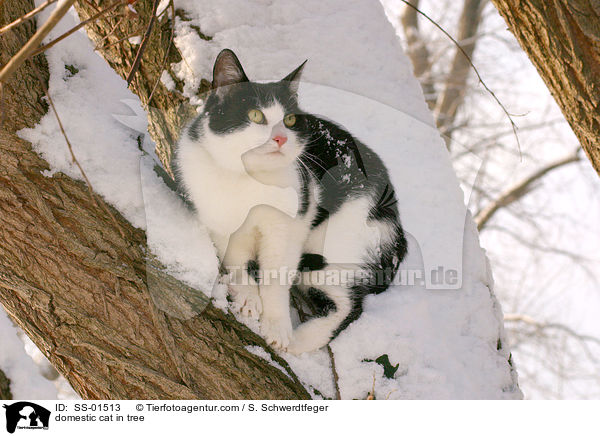 domestic cat in tree / SS-01513