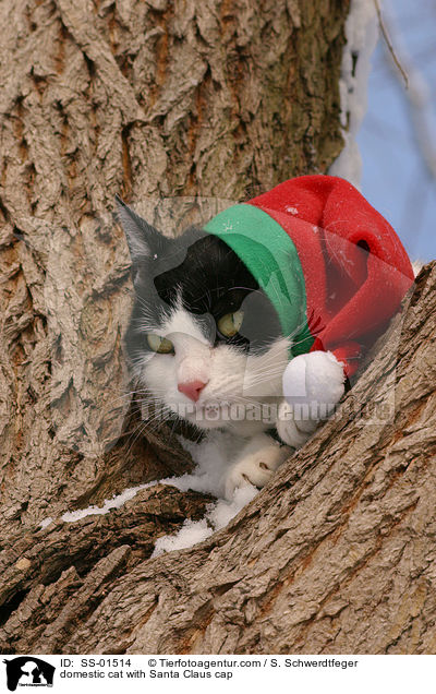 domestic cat with Santa Claus cap / SS-01514