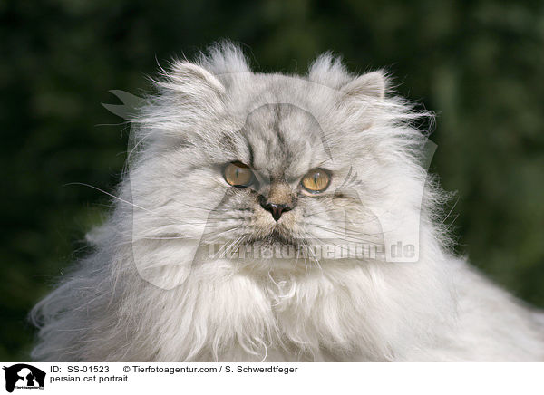 persian cat portrait / SS-01523