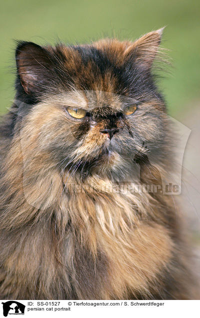 persian cat portrait / SS-01527