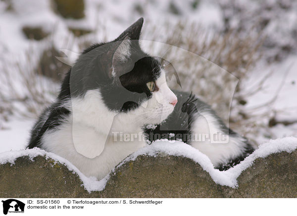 domestic cat in the snow / SS-01560