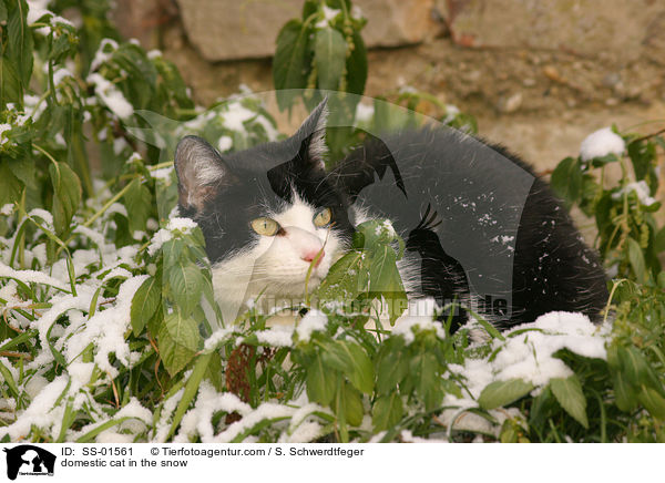 domestic cat in the snow / SS-01561