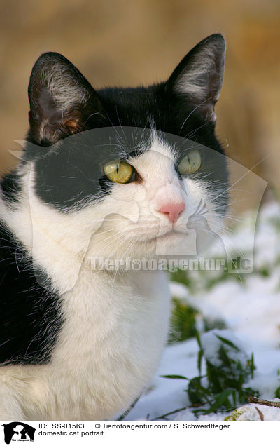 domestic cat portrait / SS-01563
