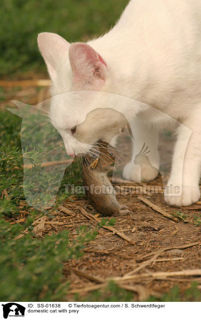 domestic cat with prey / SS-01638