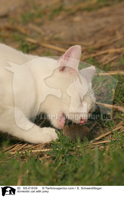 domestic cat with prey / SS-01639