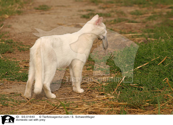 domestic cat with prey / SS-01640