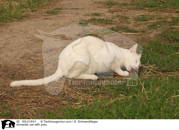 domestic cat with prey / SS-01641