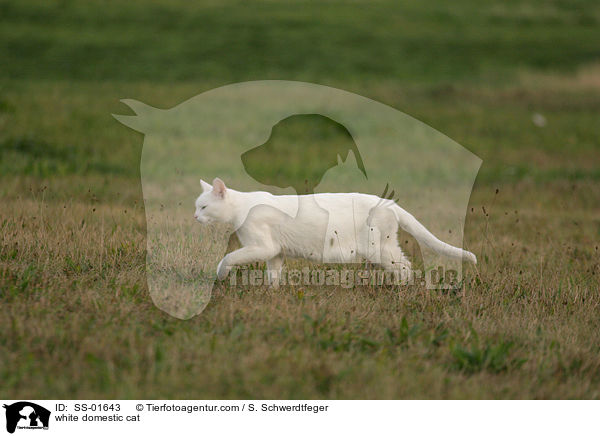 white domestic cat / SS-01643