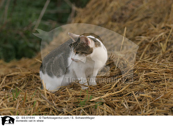domestic cat in straw / SS-01644