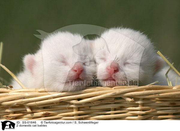 2 domestic cat babies / SS-01646