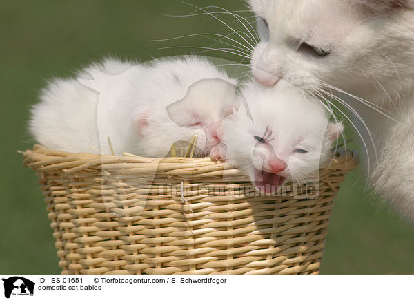 domestic cat babies / SS-01651