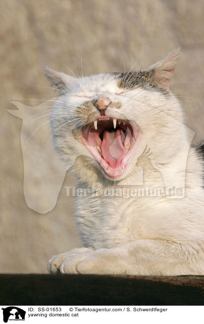 yawning domestic cat / SS-01653