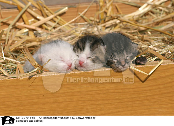 domestic cat babies / SS-01655