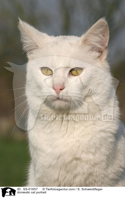 Hauskatze Portrait / domestic cat portrait / SS-01657