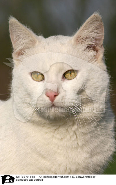 domestic cat portrait / SS-01658