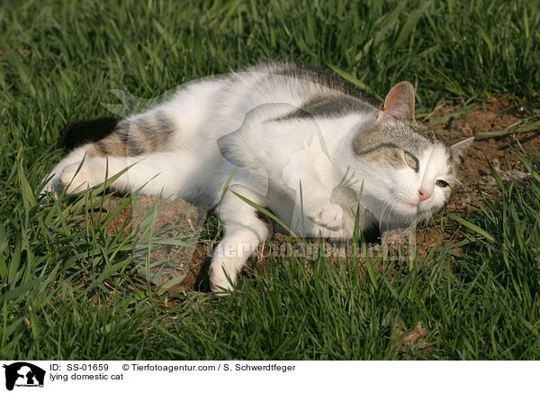 lying domestic cat / SS-01659