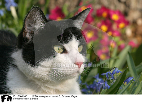 domestic cat in garden / SS-01661