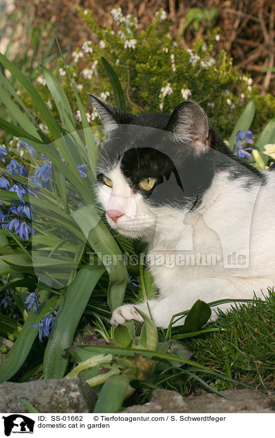 domestic cat in garden / SS-01662