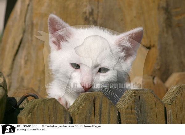 young domestic cat / SS-01665