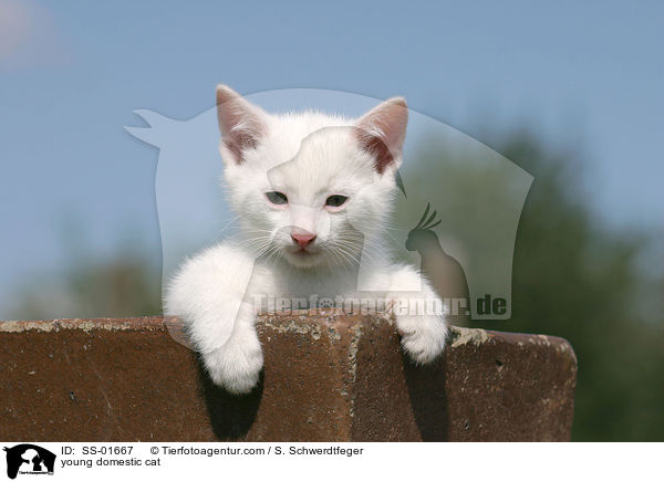 young domestic cat / SS-01667