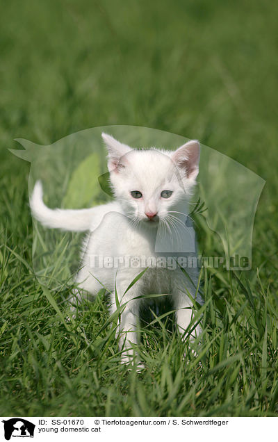 young domestic cat / SS-01670