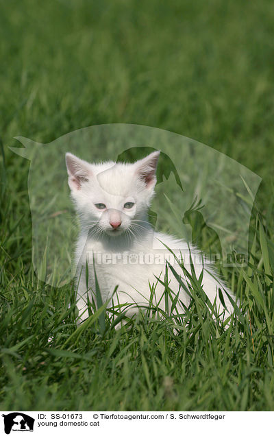 young domestic cat / SS-01673