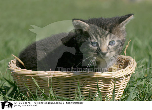 young domestic cat / SS-01676