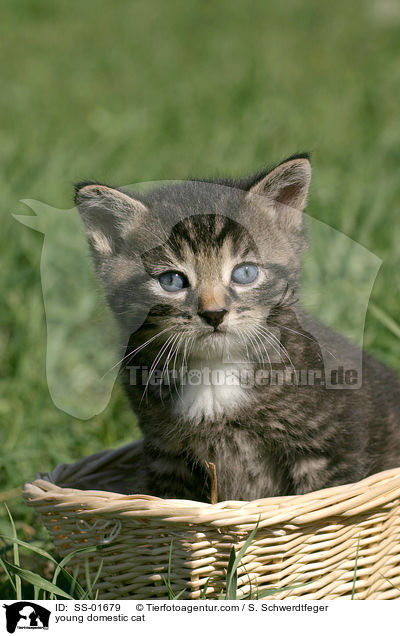 young domestic cat / SS-01679