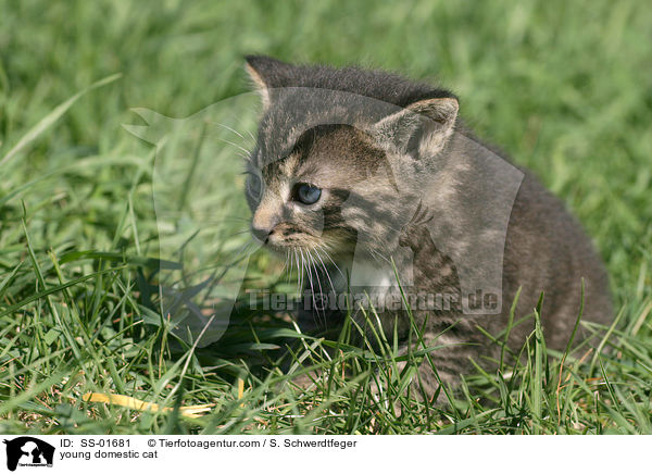 young domestic cat / SS-01681