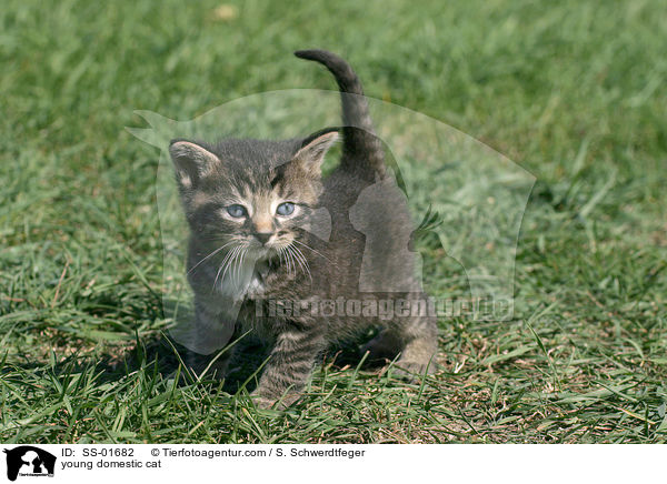 young domestic cat / SS-01682